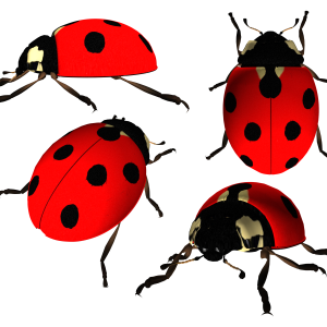 ladybug PNG image