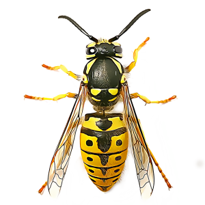 Wasp PNG