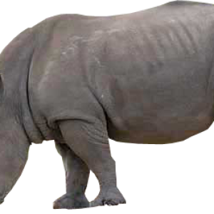 Rhino PNG