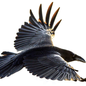 Raven PNG