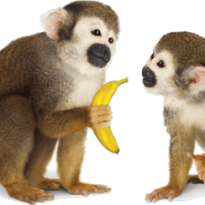 Monkey PNG