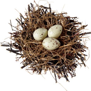 Nest PNG
