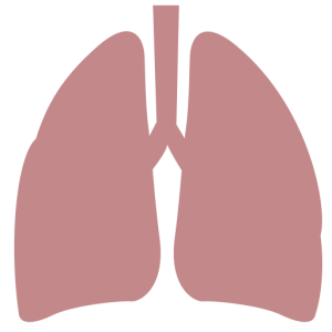 Lungs PNG