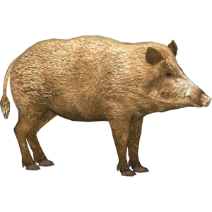 Boar PNG