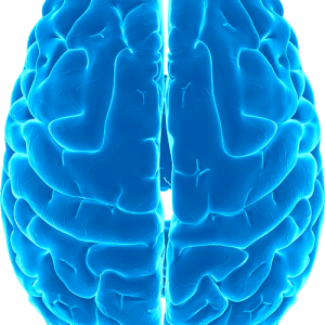 Brain PNG