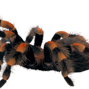 Spider PNG image