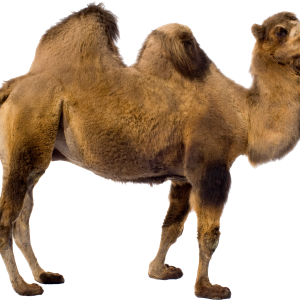 Camel PNG