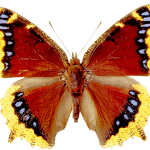 Butterfly PNG image