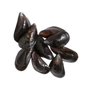 Mussel PNG