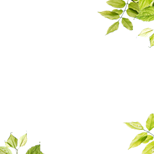 Picture, photo frame PNG