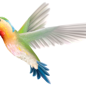 Bird PNG