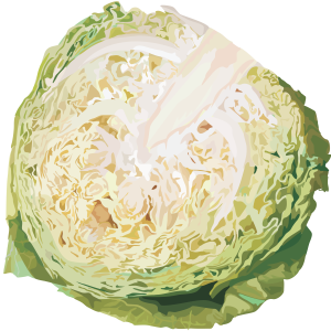 Cabbage PNG