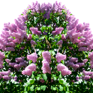 Lilac PNG