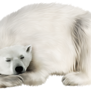 Polar white bear PNG