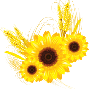 Sunflower PNG