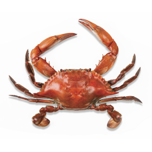 Crab PNG