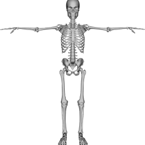 Skeleton PNG