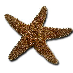 Starfish PNG