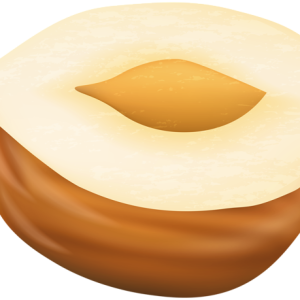 hazelnut PNG