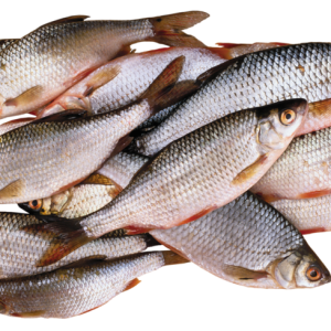 Fish PNG