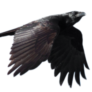 Raven PNG