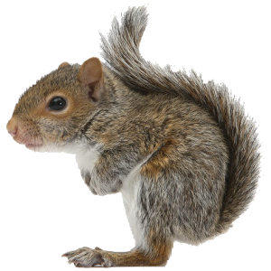 Squirrel PNG