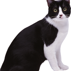 Cat with spots PNG