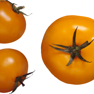 Yellow tomatoes PNG