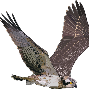 Falcon PNG