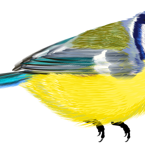 Bird PNG