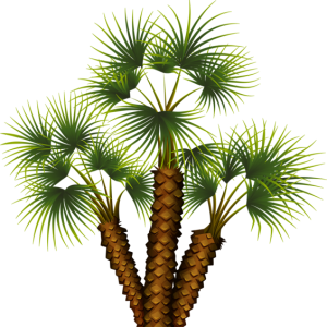 Palm tree PNG