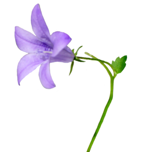 Bellflower PNG