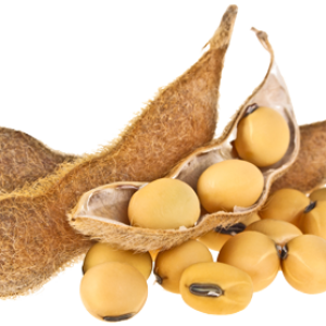 Soybean PNG