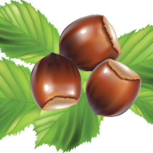 hazelnut PNG