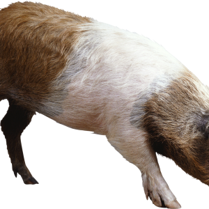 pig PNG image