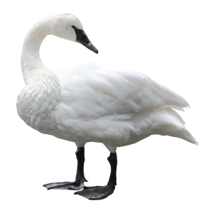 Swan PNG