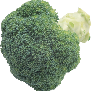 Broccoli PNG image