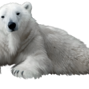 Polar white bear PNG