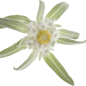 Edelweiss PNG