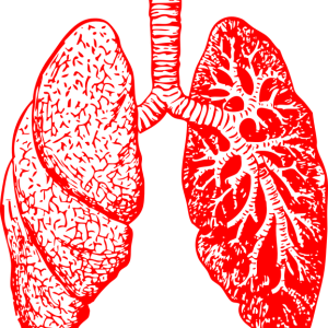 Lungs PNG
