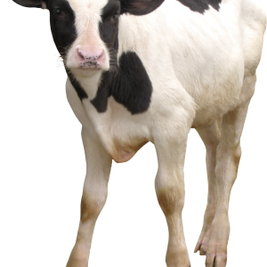 cow PNG