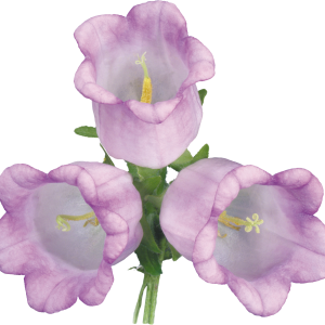 Bellflower PNG