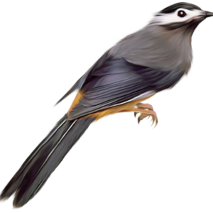 Bird PNG