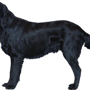 Dog PNG