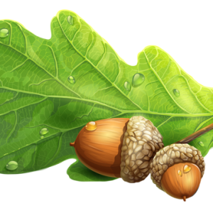 Acorn PNG image