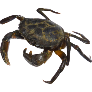 Crab PNG