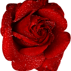 Rose PNG