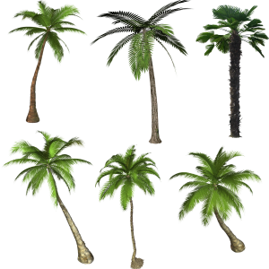 Palm tree PNG