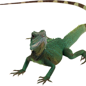 Lizard PNG
