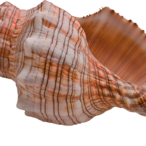 Conch PNG